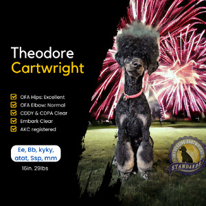 Theodore Cartwright (Theo)