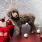 Miriam (Puppy)