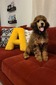 Shadrach (Puppy)